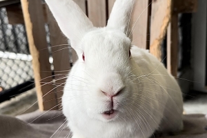 Criss Angel, New Zealand, White, Neutered Male, Adult 