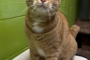 Frankie, Domestic Short Hair, Orange Tabby w/ White, Spayed Female, Approx. 2 years old