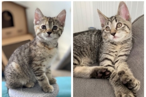 Esther and Eli, Grey Tabbies, Spayed Female and Neutered Male, 3 months old