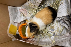 Lima Bean, American Short Coated Guinea Pig, Tri-coloured, Male, Approx. 6 months old