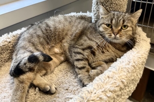 Maggie, Exotic Short Hair Mix, Brown Tabby, Spayed Female, Approx. 2 years old